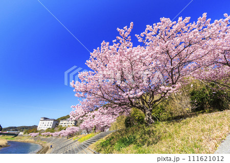みなみの桜と菜の花まつり 満開の河津桜 みなみの桜と菜の花まつり 満開の河津桜 111621012