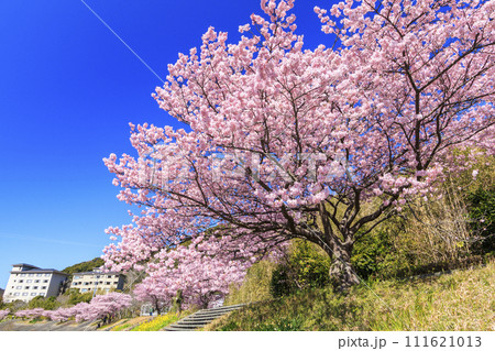 みなみの桜と菜の花まつり 満開の河津桜 111621013