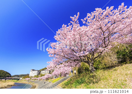 みなみの桜と菜の花まつり 満開の河津桜 111621014