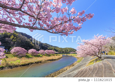 みなみの桜と菜の花まつり 満開の河津桜 111621015