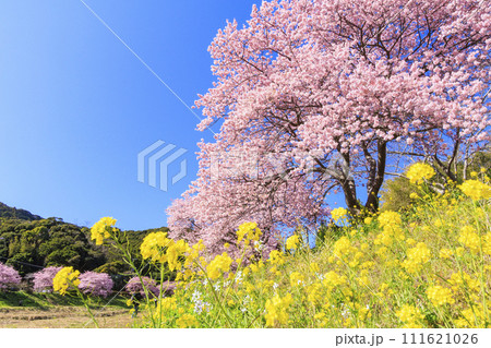 みなみの桜と菜の花まつり 満開の河津桜 みなみの桜と菜の花まつり 満開の河津桜 111621026