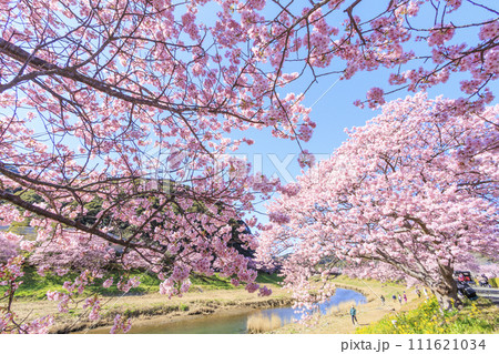みなみの桜と菜の花まつり 満開の河津桜 みなみの桜と菜の花まつり 満開の河津桜 111621034