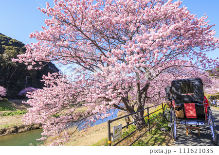 みなみの桜と菜の花まつり 満開の河津桜 みなみの桜と菜の花まつり 満開の河津桜 111621035