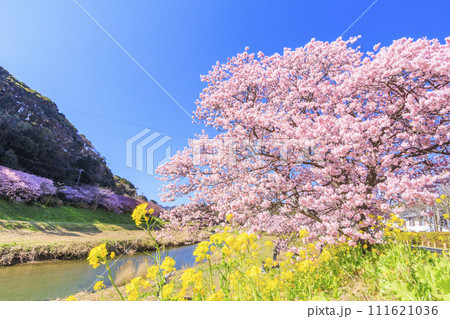 みなみの桜と菜の花まつり 満開の河津桜 みなみの桜と菜の花まつり 満開の河津桜 111621036