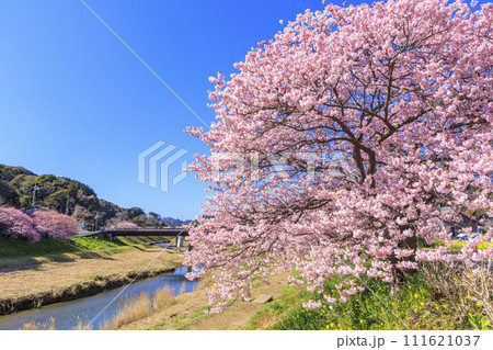 みなみの桜と菜の花まつり 満開の河津桜 111621037