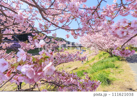 みなみの桜と菜の花まつり 満開の河津桜 111621038