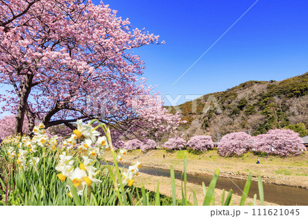 みなみの桜と菜の花まつり 満開の河津桜 みなみの桜と菜の花まつり 満開の河津桜 111621045