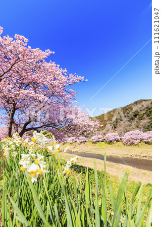 みなみの桜と菜の花まつり 満開の河津桜 111621047