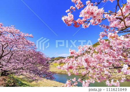 みなみの桜と菜の花まつり 満開の河津桜 111621049
