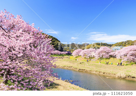 みなみの桜と菜の花まつり 満開の河津桜 111621050