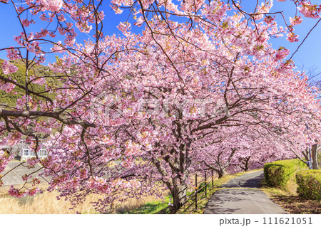 みなみの桜と菜の花まつり 満開の河津桜 111621051