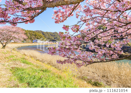 みなみの桜と菜の花まつり 満開の河津桜 111621054