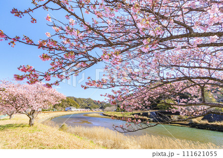 みなみの桜と菜の花まつり 満開の河津桜 みなみの桜と菜の花まつり 満開の河津桜 111621055