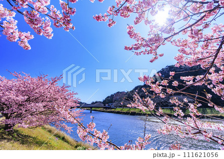 みなみの桜と菜の花まつり 満開の河津桜 111621056