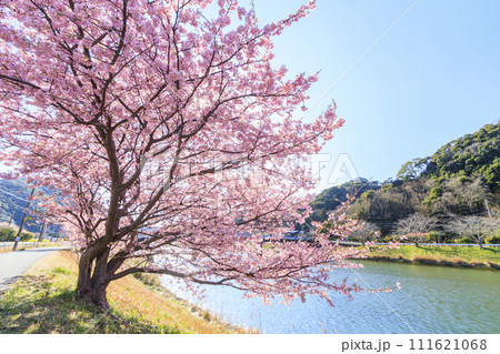みなみの桜と菜の花まつり 満開の河津桜 みなみの桜と菜の花まつり 満開の河津桜 111621068