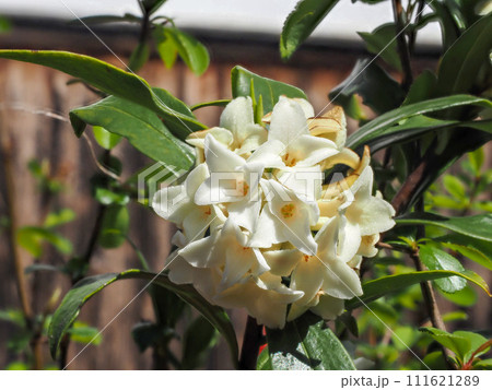 沈丁花のある風景 111621289