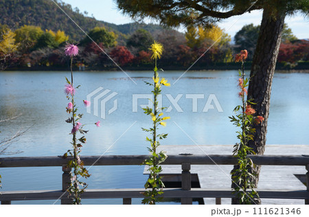 秋の大覚寺　五大堂欄干の嵯峨菊　京都市右京区嵯峨 111621346