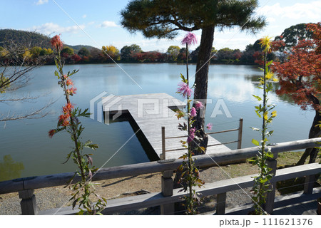 秋の大覚寺 五大堂欄干の嵯峨菊 京都市右京区嵯峨 秋の大覚寺 五大堂欄干の嵯峨菊 京都市右京区嵯峨 111621376