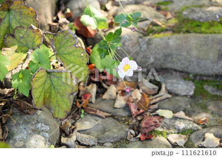 秋花　シュウメイギク 111621610