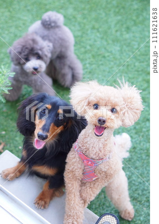 かわいい仲間たち 111621638