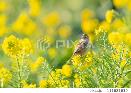 菜の花にとまる野鳥【セッカ】冬毛 111621659