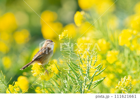 菜の花にとまる野鳥【セッカ】冬毛 菜の花にとまる野鳥【セッカ】冬毛 111621661