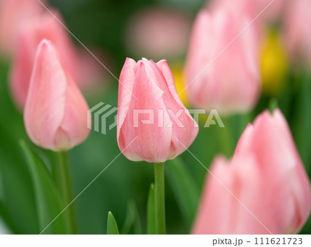 切り花　チューリップ 111621723