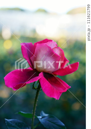 6290　バラ　クローネンブルグ 111621799