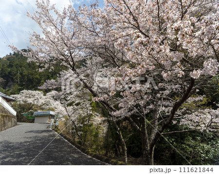 室生の里山に咲く桜 室生の里山に咲く桜 111621844