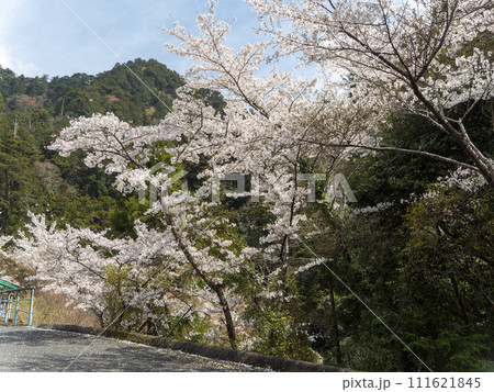 室生の里山に咲く桜 室生の里山に咲く桜 111621845