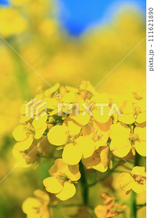 菜の花畑 111621890
