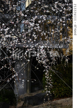 和風庭園の梅の花 和風庭園の梅の花 111622212