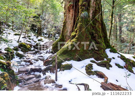 屋久杉七本杉 屋久島白谷雲水峡(1月) 屋久杉七本杉 屋久島白谷雲水峡(1月) 111622233