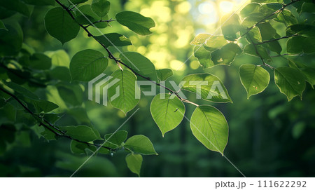 Sunlight filters through vibrant green leaves on a tree branch, highlighting the intricate details and patterns of the foliage. Sunlight filters through vibrant green leaves on a tree branch, highlighting the intricate details and patterns of the foliage. 111622292