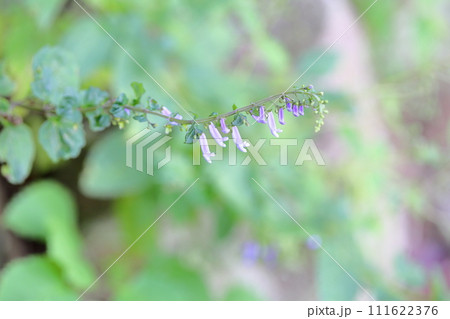 アキチョウジの花 111622376