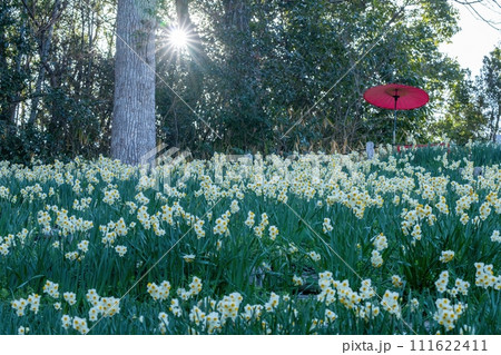 満開のスイセンと赤い和傘の素敵なコラボ情景 111622411
