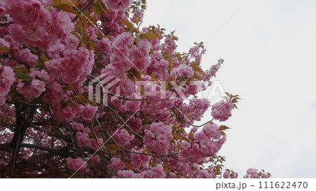 桜/下から見上げたピンクの八重桜 桜/下から見上げたピンクの八重桜 111622470