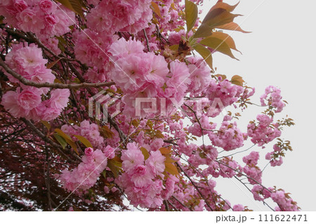 桜/ピンクの八重桜をクローズアップ 桜/ピンクの八重桜をクローズアップ 111622471