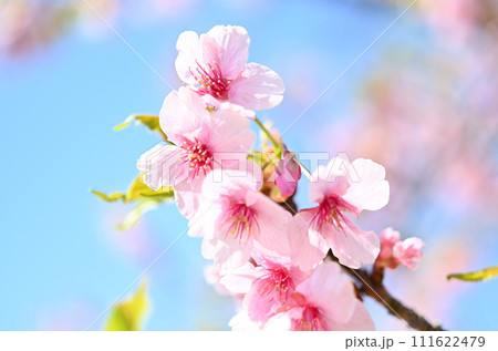 河津桜のある風景 111622479