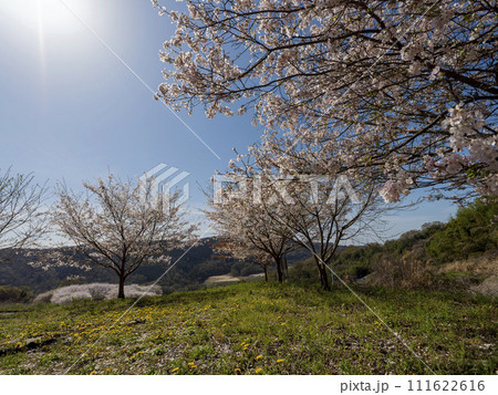 柏原市の高尾山に咲く桜 111622616