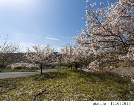 柏原市の高尾山に咲く桜 111622619