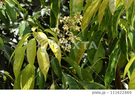 自然 植物 ナンバンアワブキ、琉球の山地の林に点在する小高木。こちらは山原の十一月、花は蕾です 自然 植物 ナンバンアワブキ、琉球の山地の林に点在する小高木。こちらは山原の十一月、花は蕾です 111622860