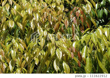自然 植物 ナンバンアワブキ、山原の十一月。艶々の若葉、出たての頃は赤みを帯びています 自然 植物 ナンバンアワブキ、山原の十一月。艶々の若葉、出たての頃は赤みを帯びています 111622912