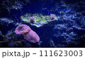 水中の軟質サンゴ 111623003