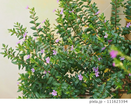 クフェアの花の蜜を吸うアオスジコシブトハナバチ003 111623394