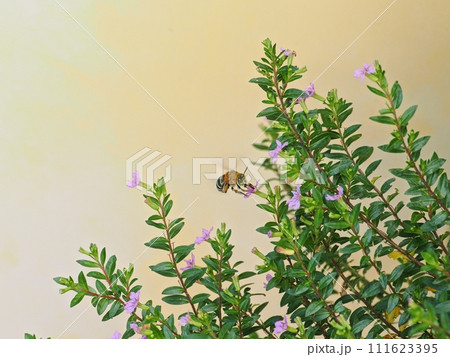 クフェアの花の蜜を吸うアオスジコシブトハナバチ004 111623395