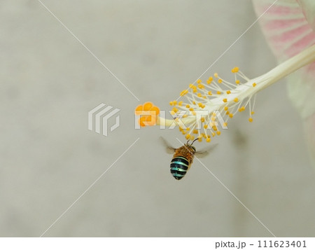 ハイビスカスに来たアオスジコシブトハナバチ002 111623401