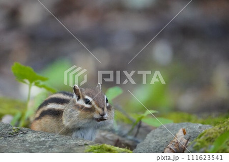 頬をふっくらさせて、可愛いシマリス 頬をふっくらさせて、可愛いシマリス 111623541