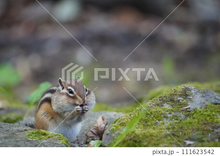 お口に手をあてて♪可愛いシマリス お口に手をあてて♪可愛いシマリス 111623542