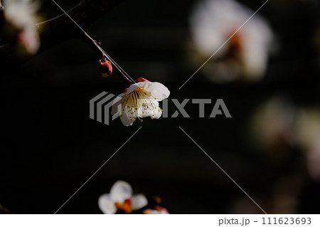春の光に輝く梅の花 111623693